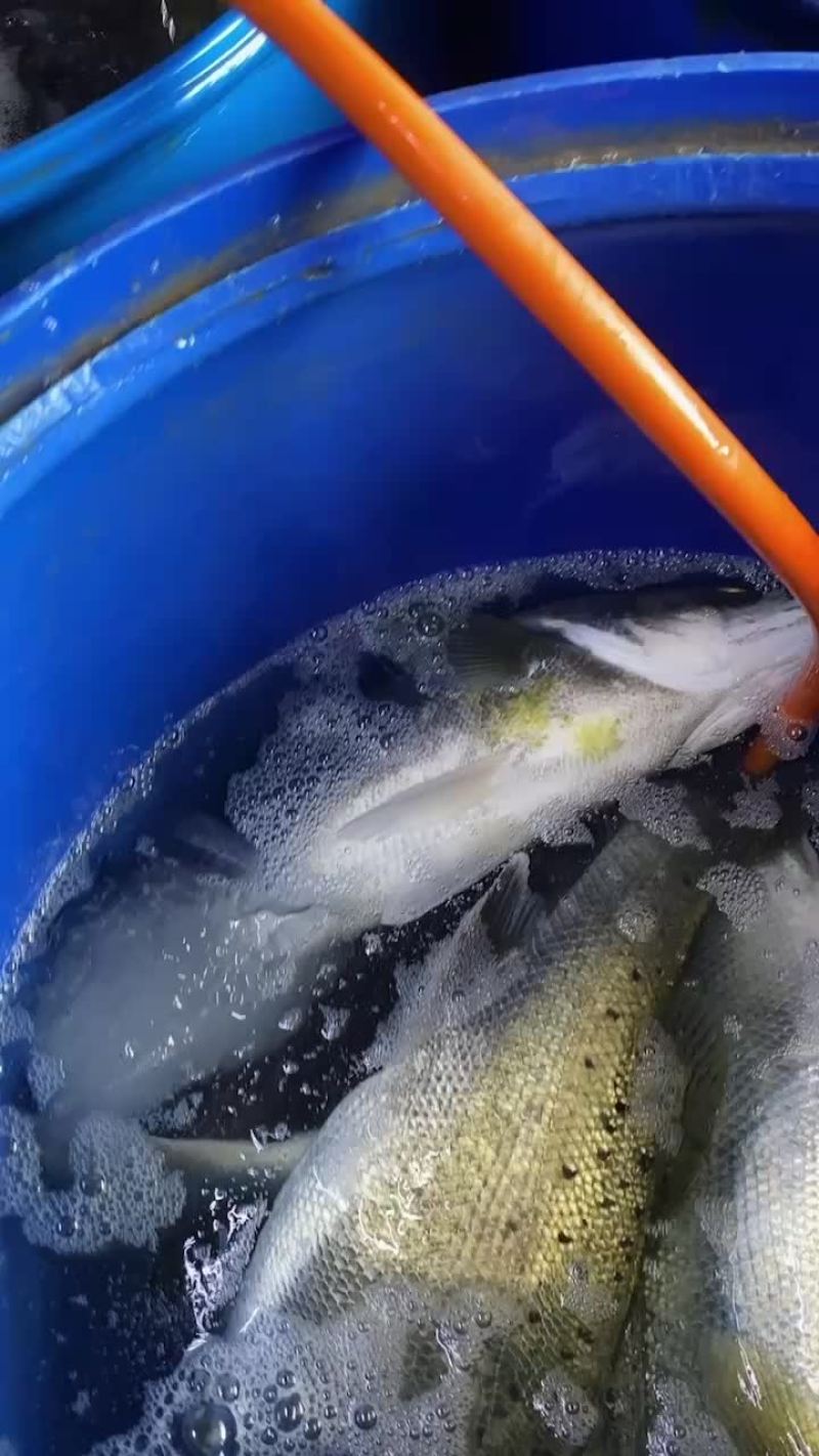 水产