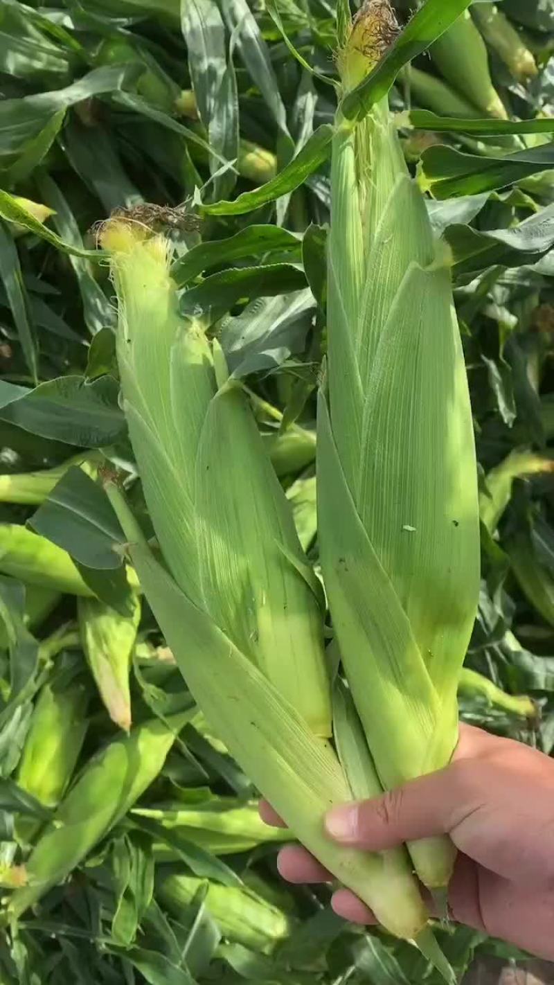 云南水果玉米大量上市，需要的老板联系。