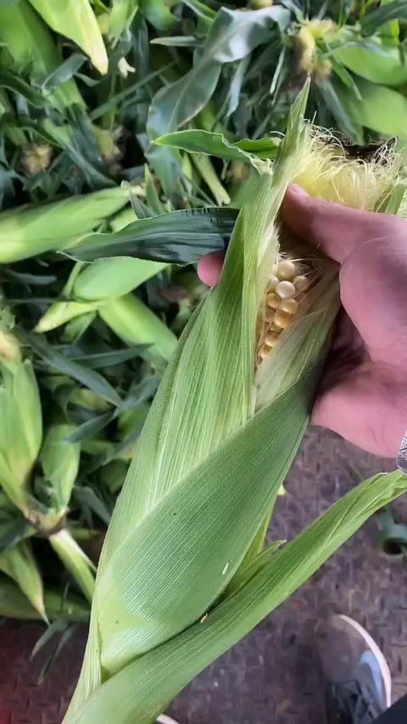 云南水果玉米大量上市，需要的老板联系。