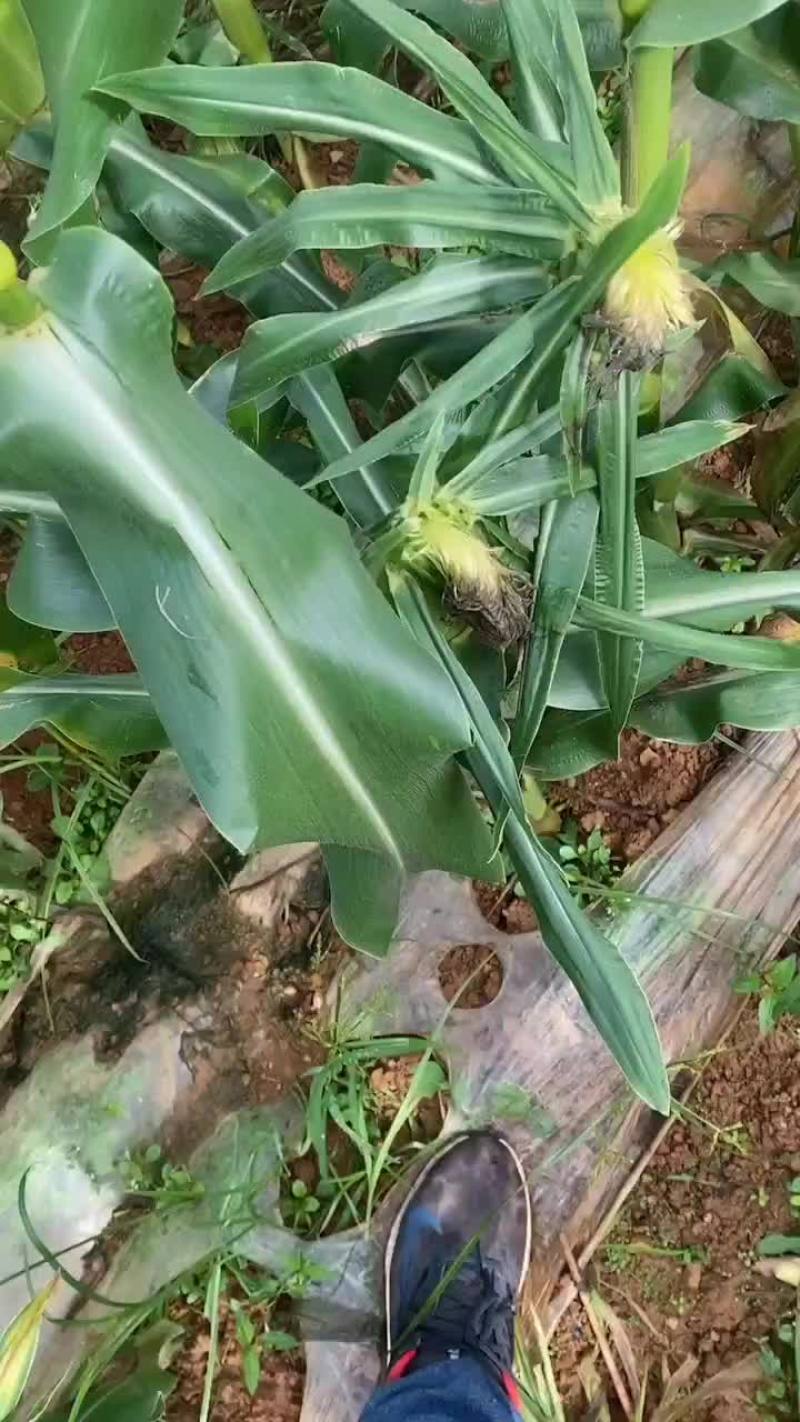 云南水果玉米大量上市，需要的老板联系。