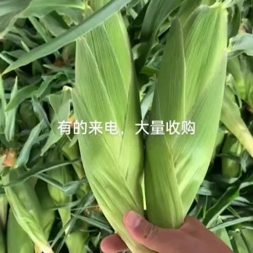 云南水果玉米大量上市，需要的老板联系。