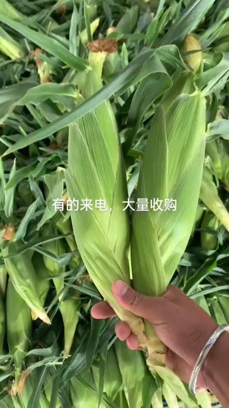 云南水果玉米大量上市，需要的老板联系。