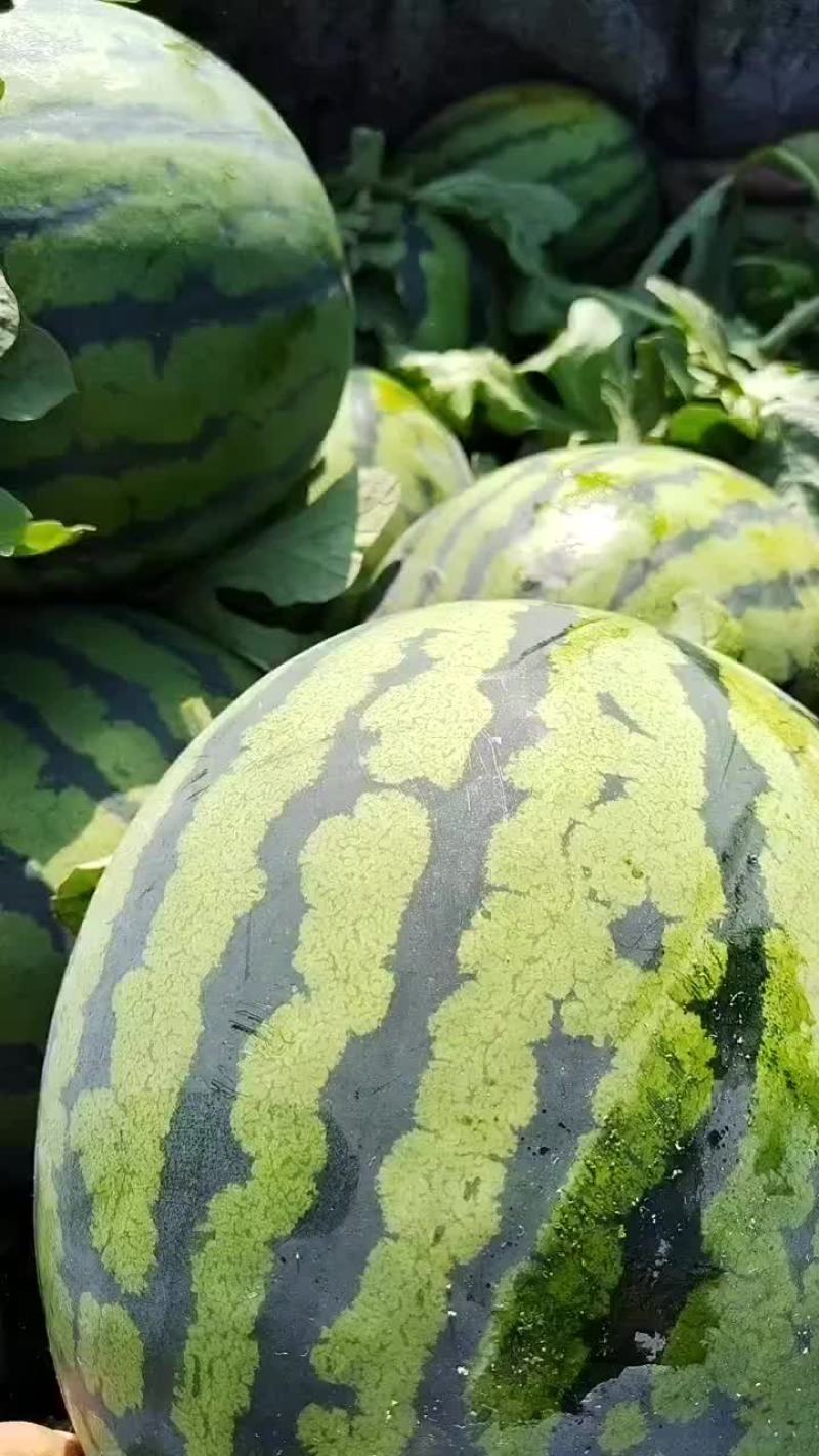 山东潍坊红沙沟供应优质甜王西瓜