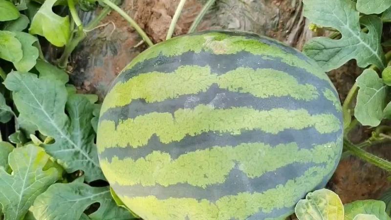 山东潍坊红沙沟供应优质甜王西瓜