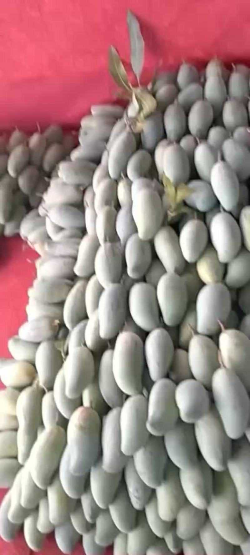 广西芒果即将上市