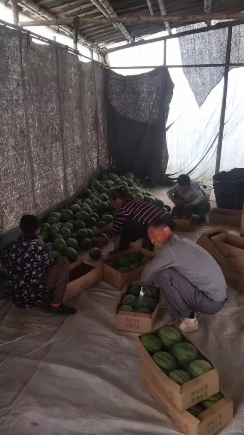 湖北江夏基地早春红玉大量上市中，欢迎各客商订单