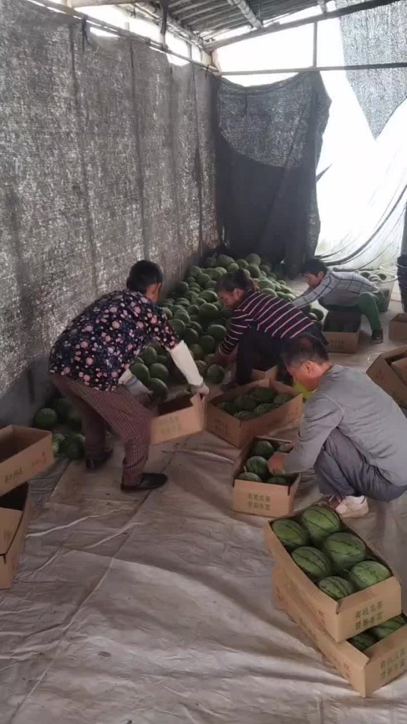湖北江夏基地早春红玉大量上市中，欢迎各客商订单