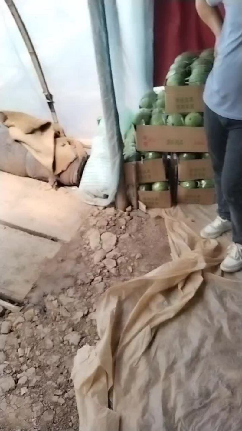 湖北江夏基地早春红玉大量上市中，欢迎各客商订单
