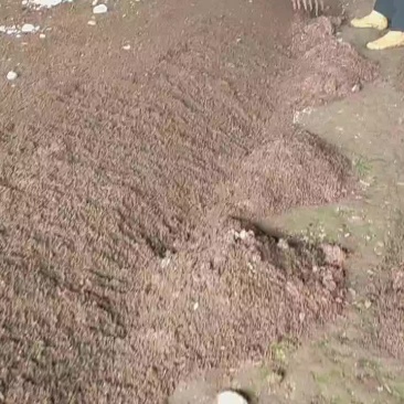 急需大量抛售大平二号蚯蚓，无污泥，合适做种苗