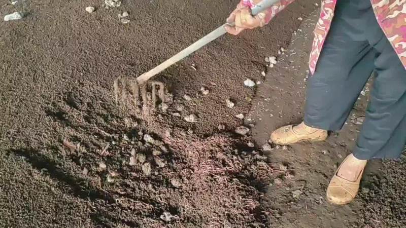急需大量抛售大平二号蚯蚓，无污泥，合适做种苗