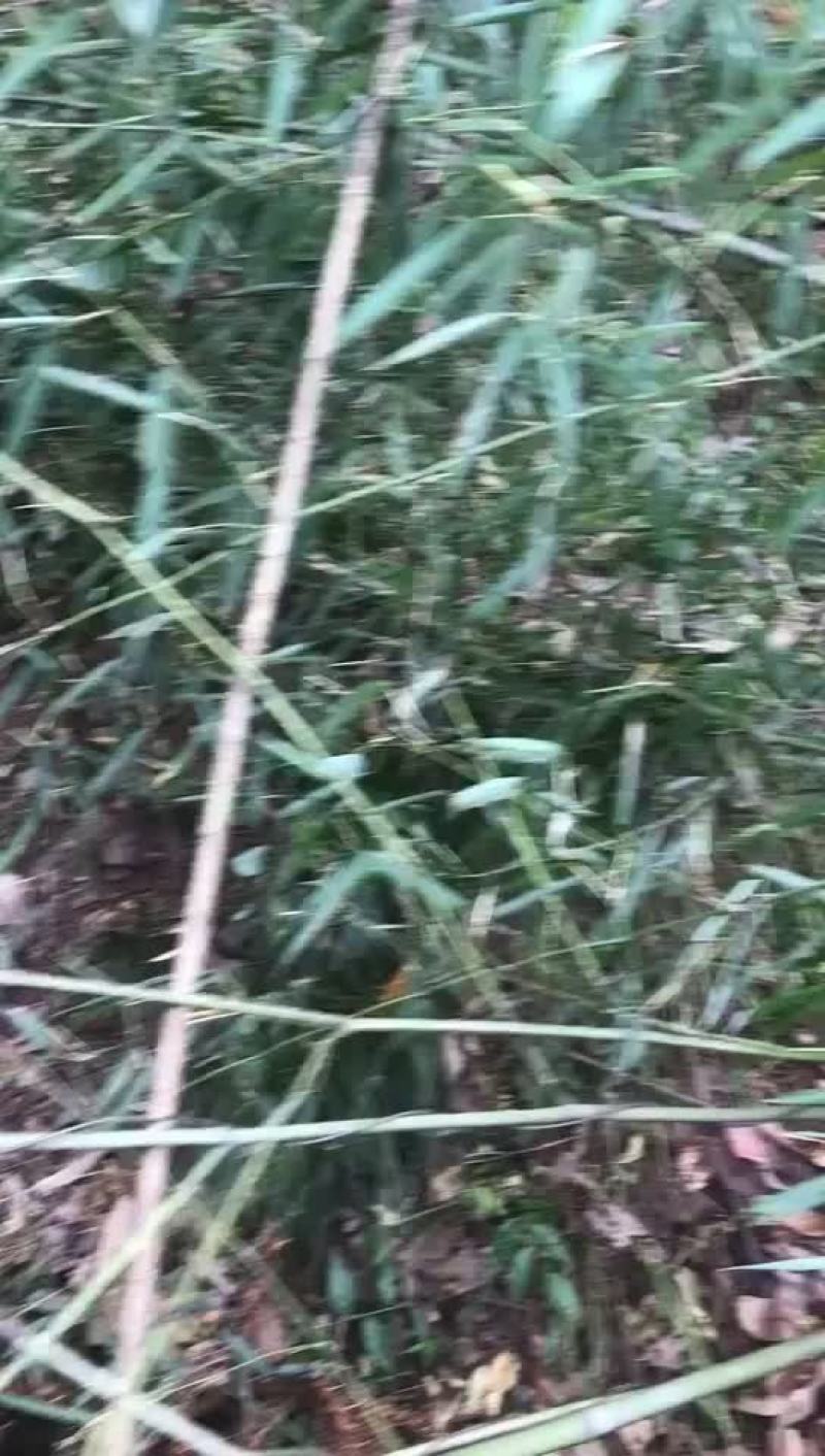 实心竹竹苗