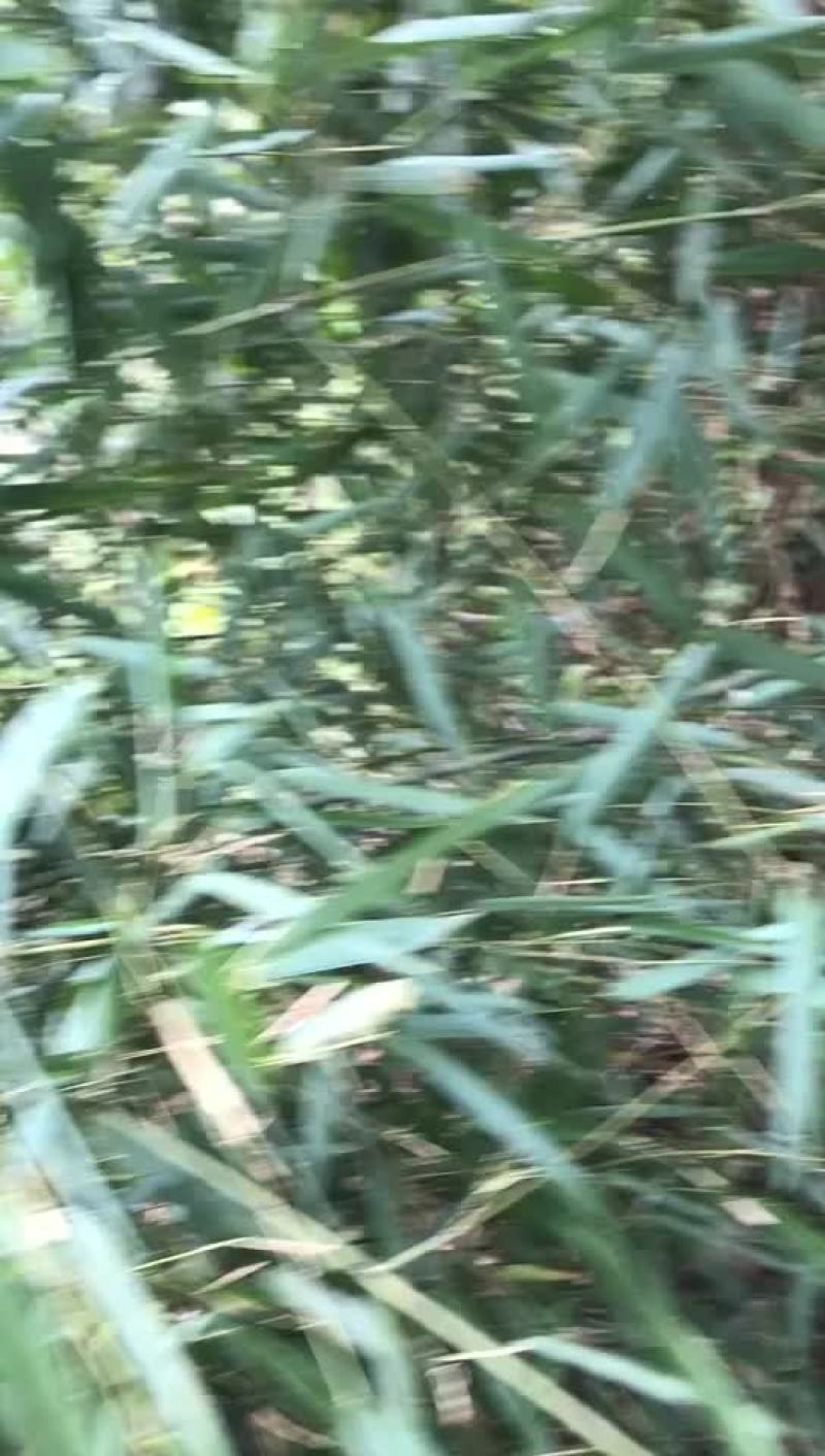 实心竹竹苗