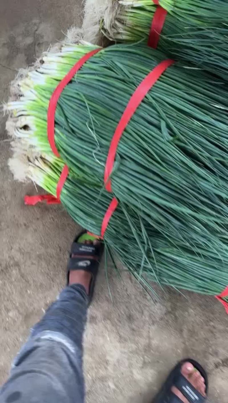 小葱