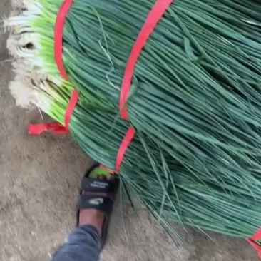 小葱
