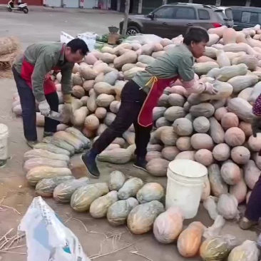 广西密本南瓜上市