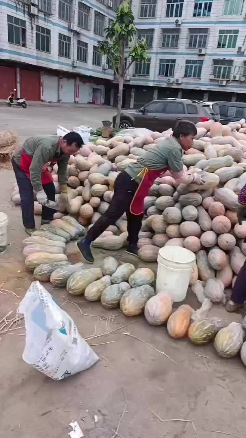 广西密本南瓜上市