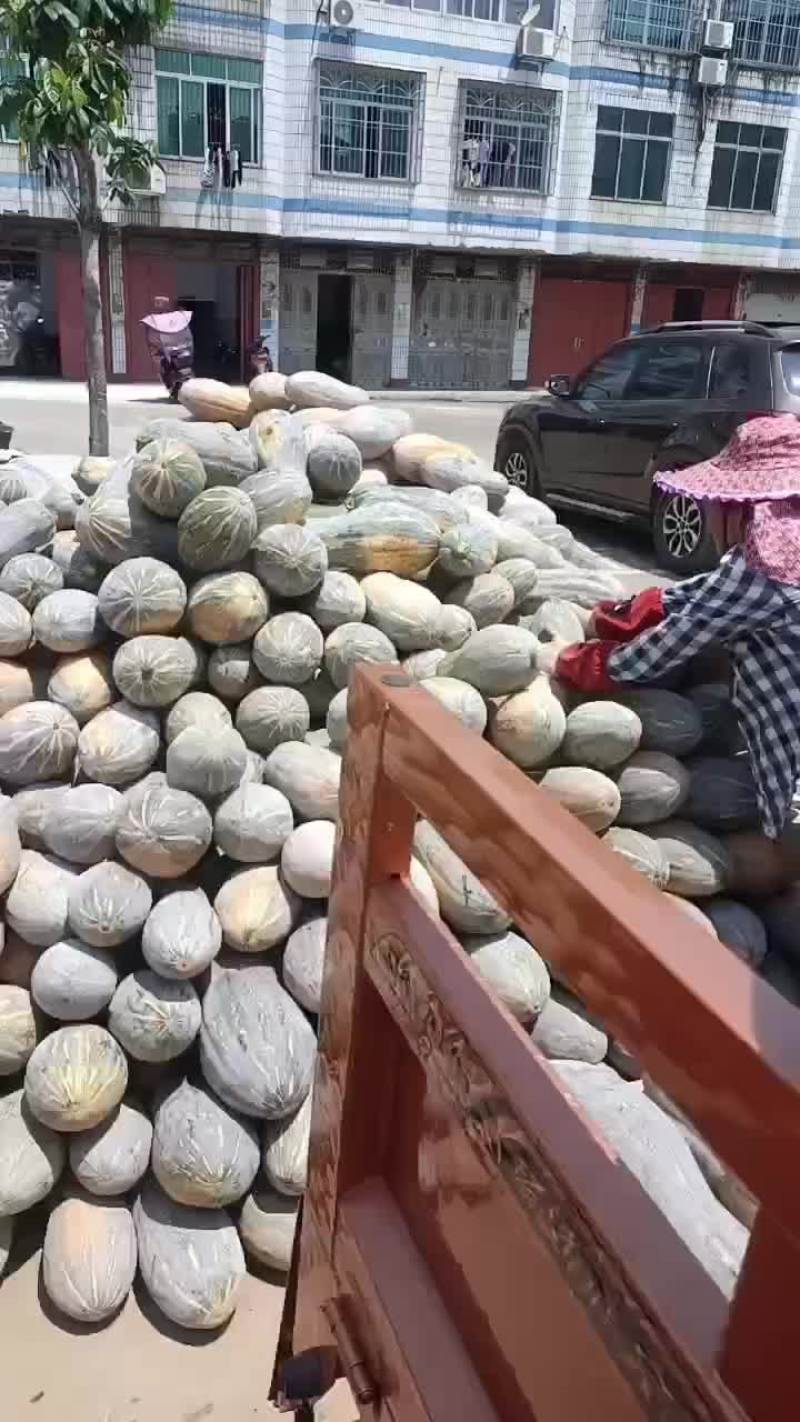 广西密本南瓜上市