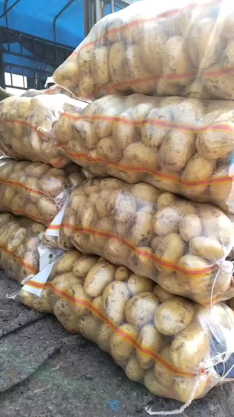 绥中实验一号，沃土5号，荷兰土豆，早大白土豆，大量上市中