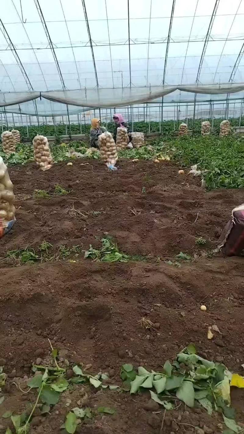 绥中实验一号，沃土5号，荷兰土豆，早大白土豆，大量上市中
