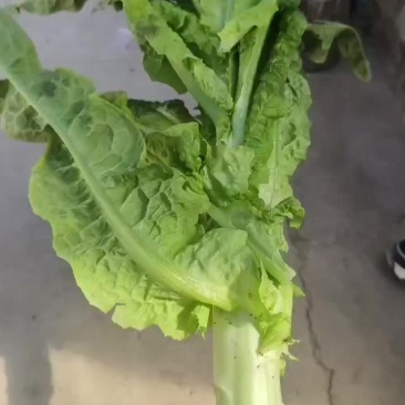 高原夏菜