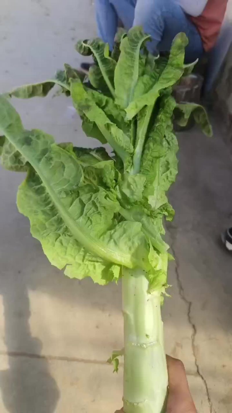 高原夏菜
