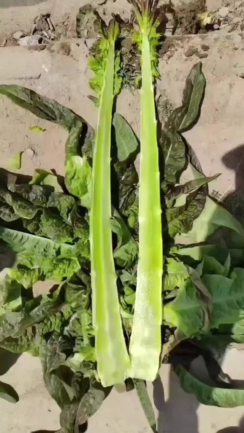 高原夏菜