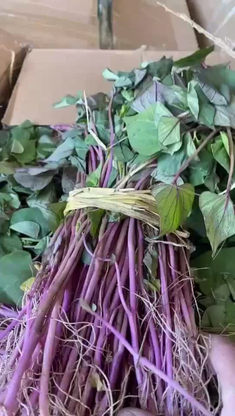 红薯苗
