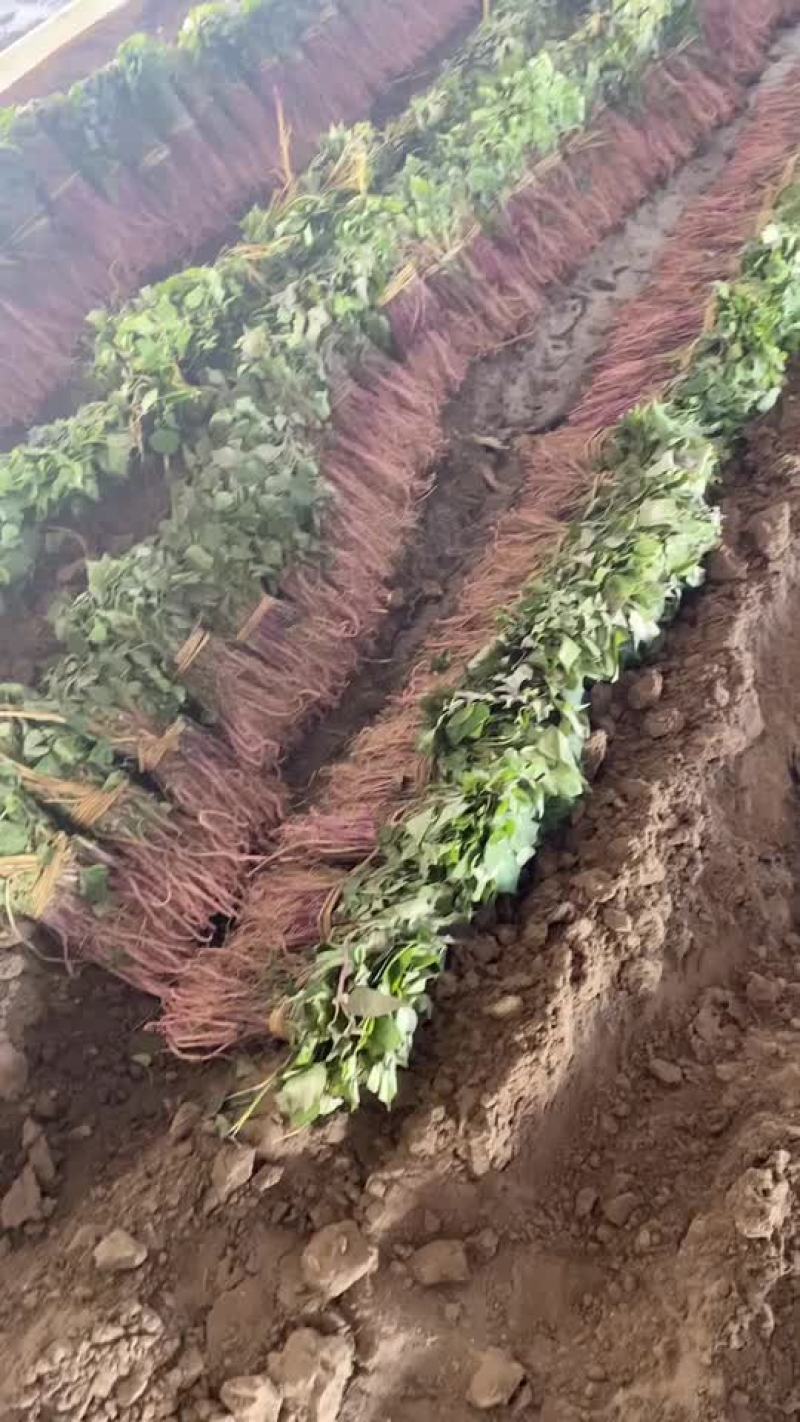 红薯苗