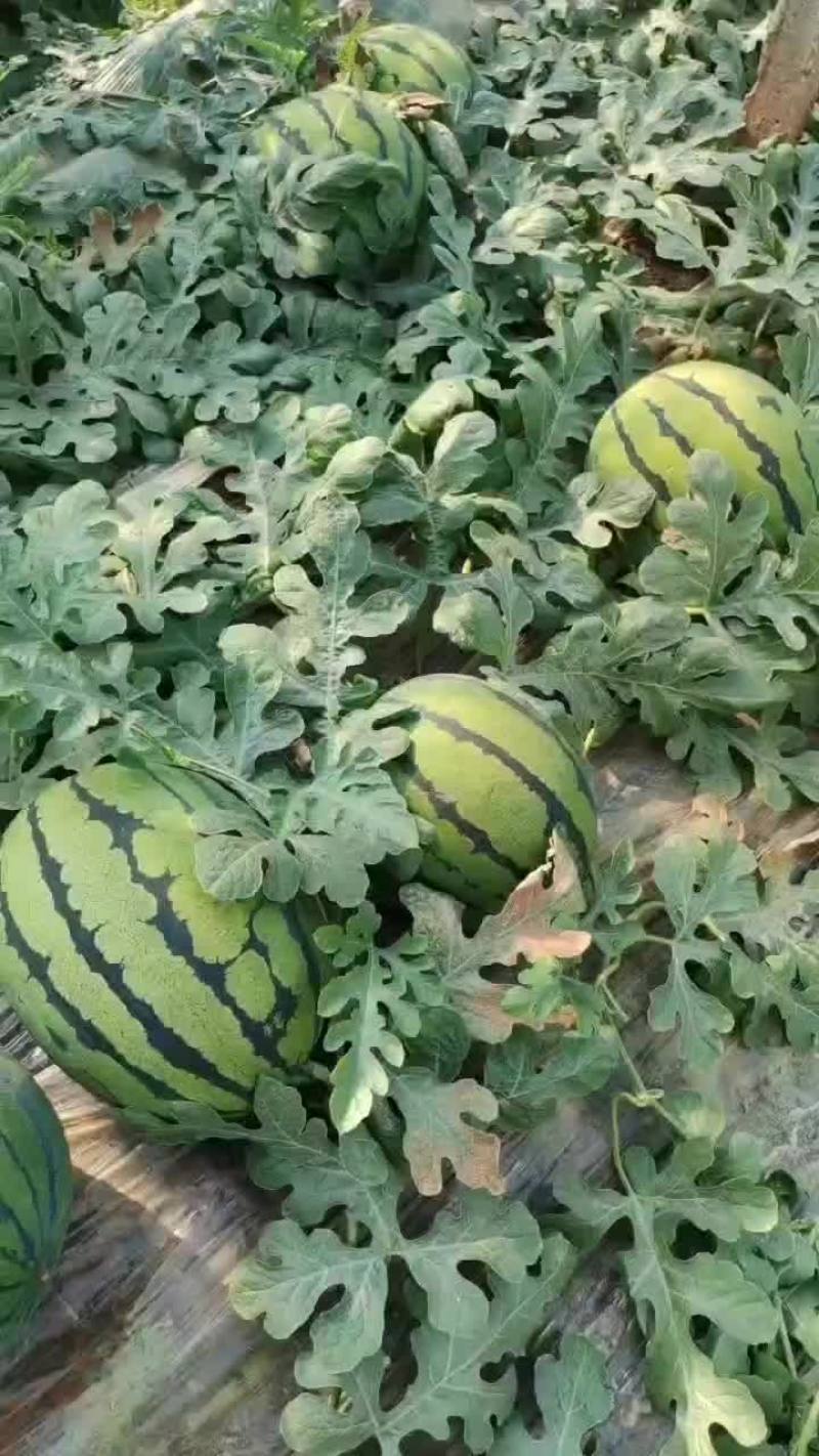 甜王西瓜