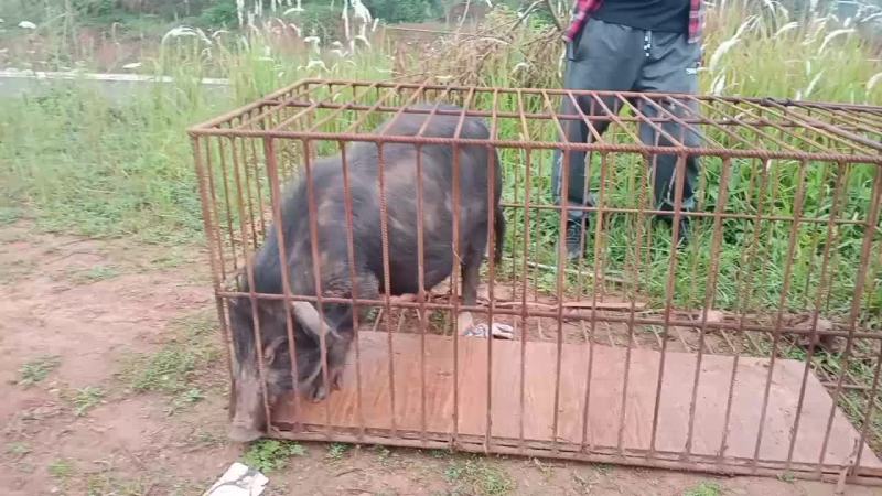 优质藏香猪，种猪，仔猪出售