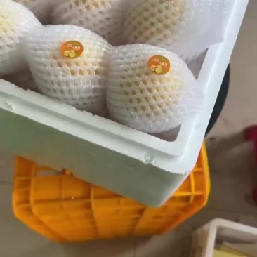 我是石林红丰源人参果种植发展合作社