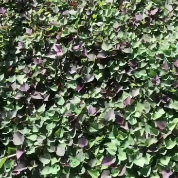 红薯苗