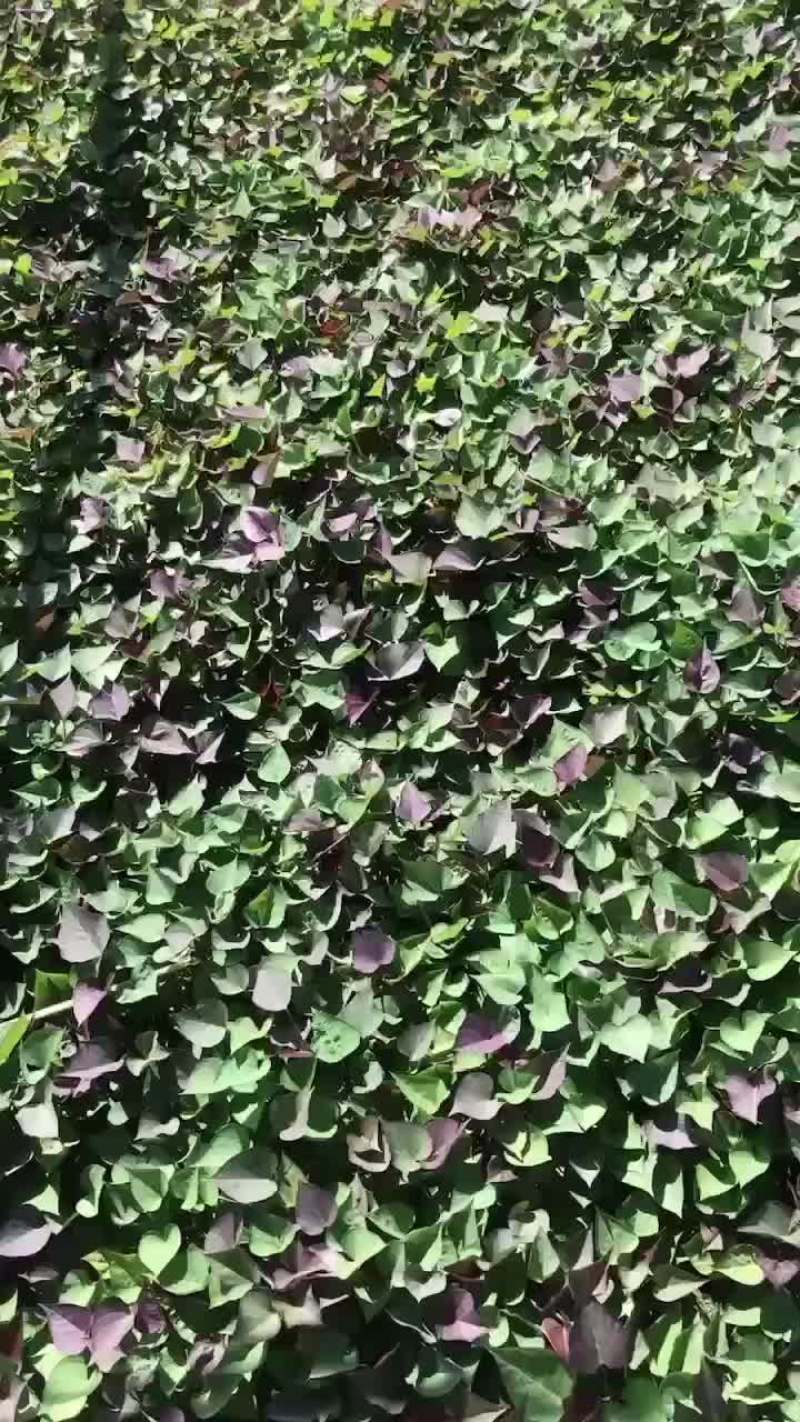 红薯苗