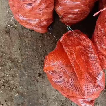 西瓜红红薯