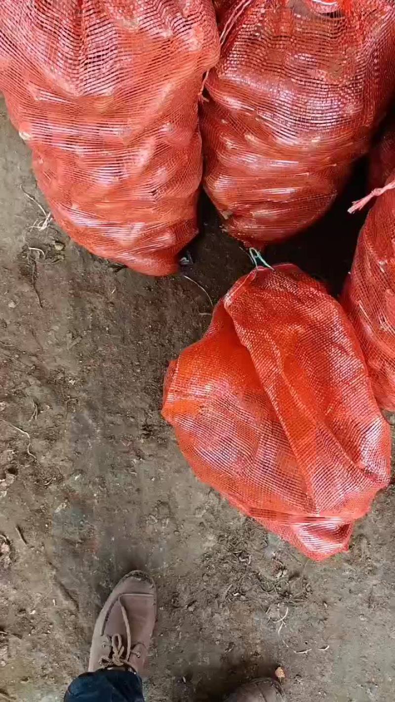 西瓜红红薯