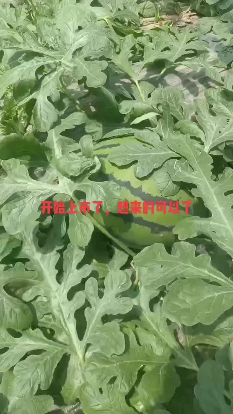 西瓜