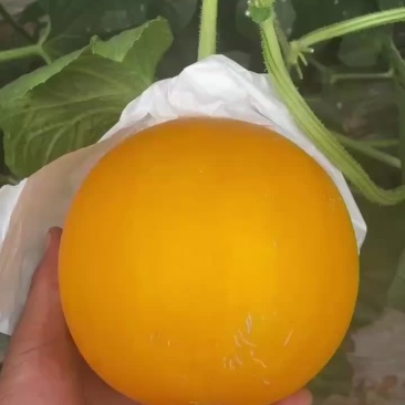 久红瑞甜瓜