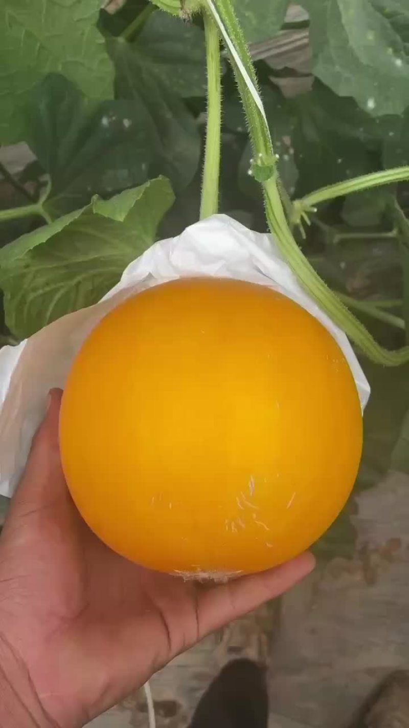 久红瑞甜瓜