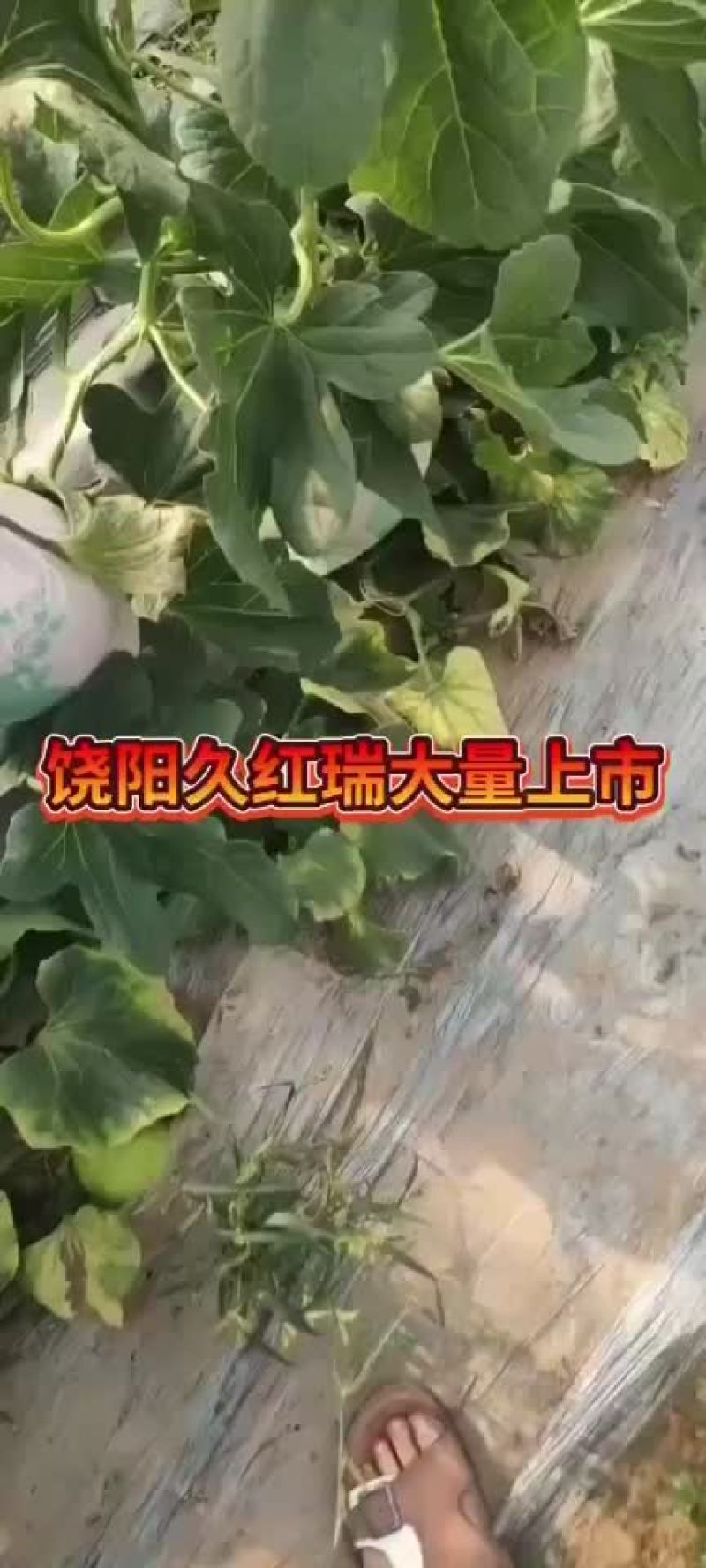 久红瑞甜瓜