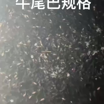 四川精品牛尾巴鱼苗基地直供质量保证欢迎来电咨询