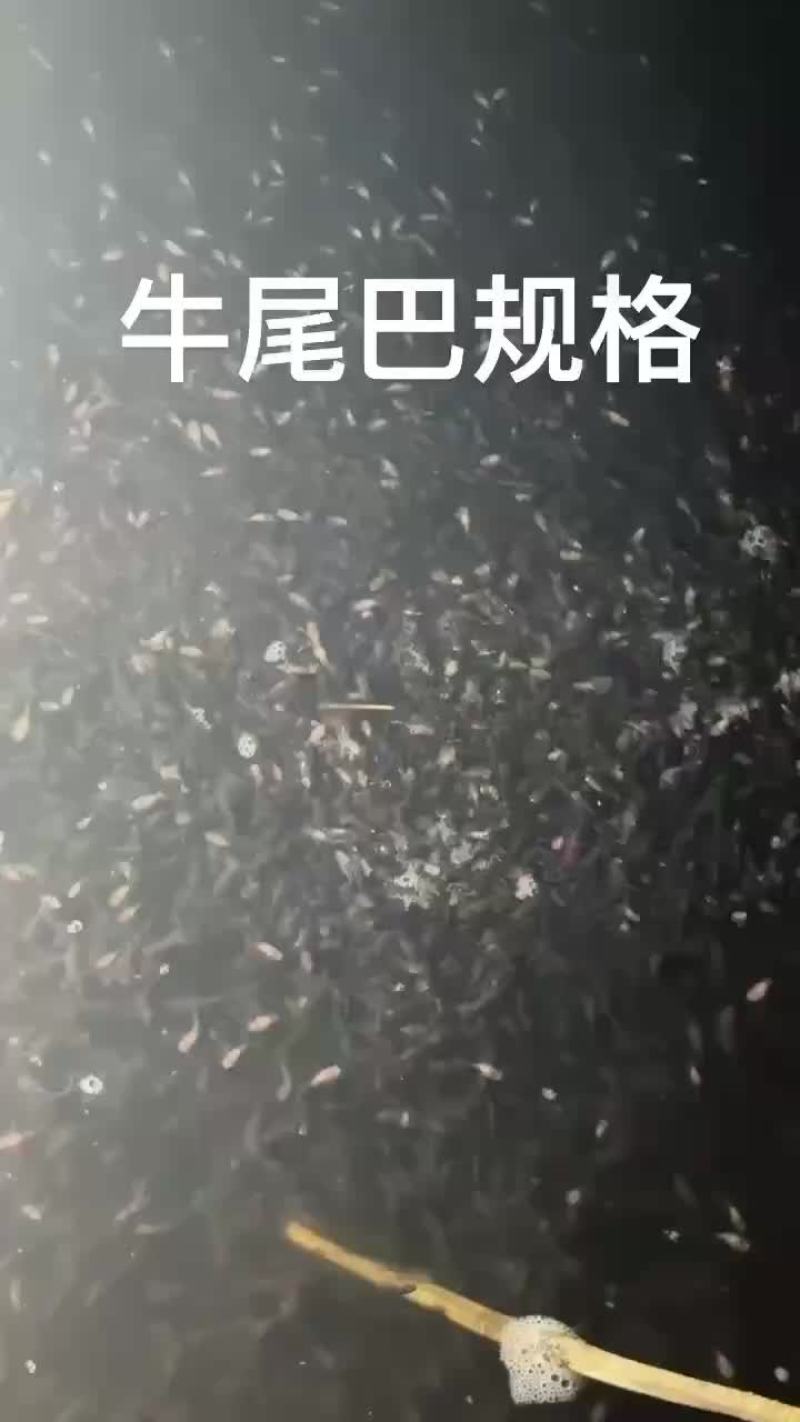 四川精品牛尾巴鱼苗基地直供质量保证欢迎来电咨询