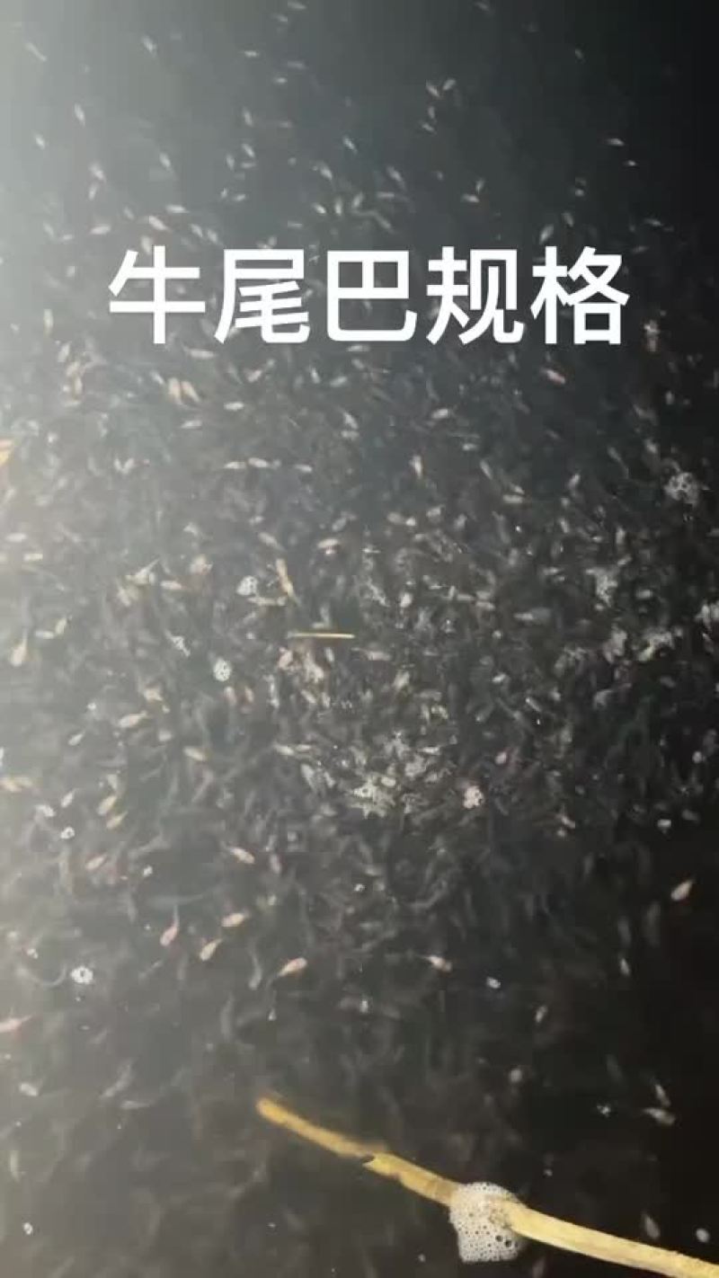 四川精品牛尾巴鱼苗基地直供质量保证欢迎来电咨询