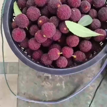 新鲜酸甜可口杨梅大量上市中
