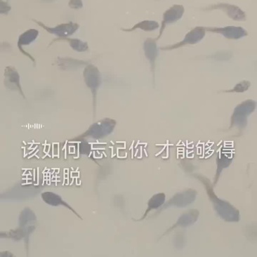 牛蛙苗
