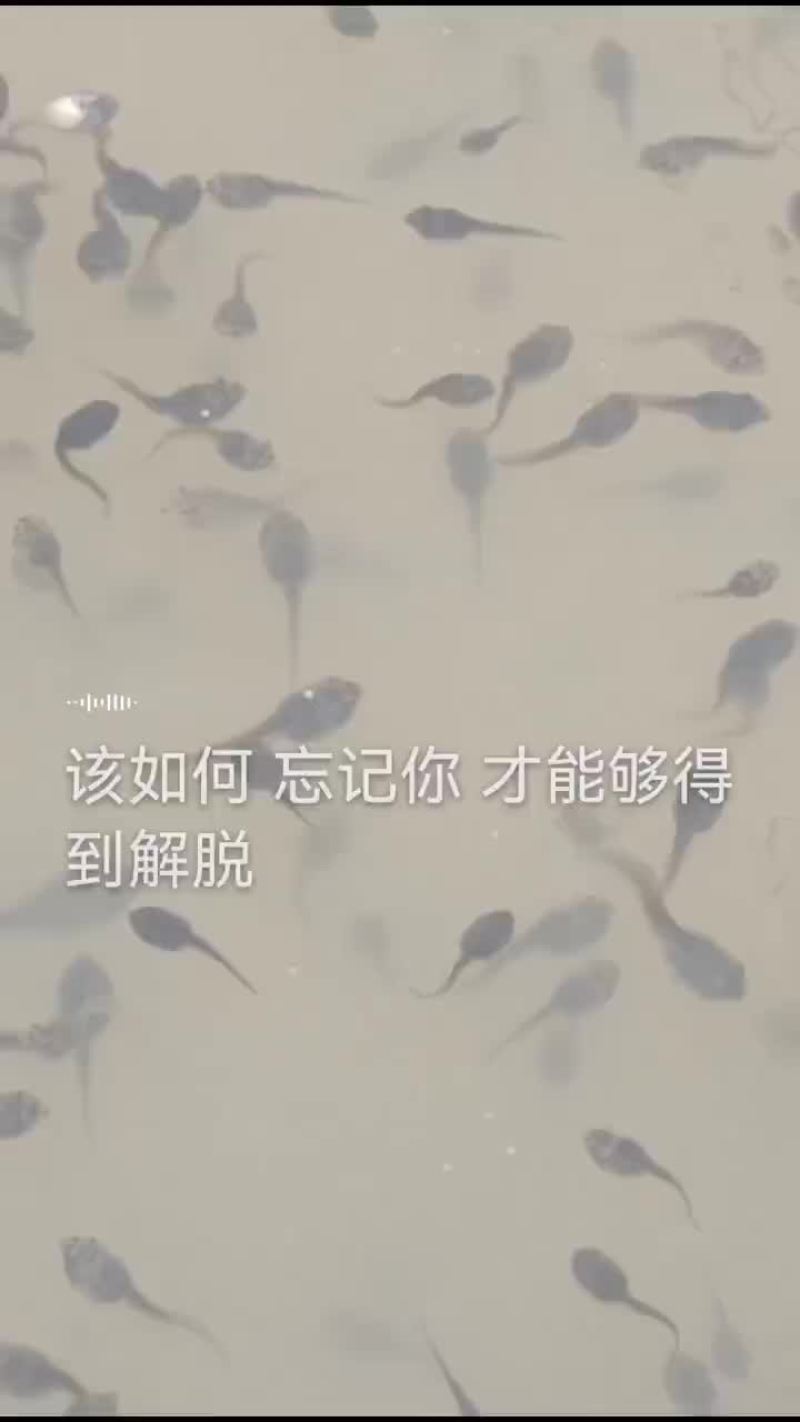 牛蛙苗