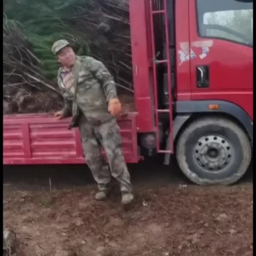 白皮松山西运城，精品，基地一手货源规格多样欢迎电联下单