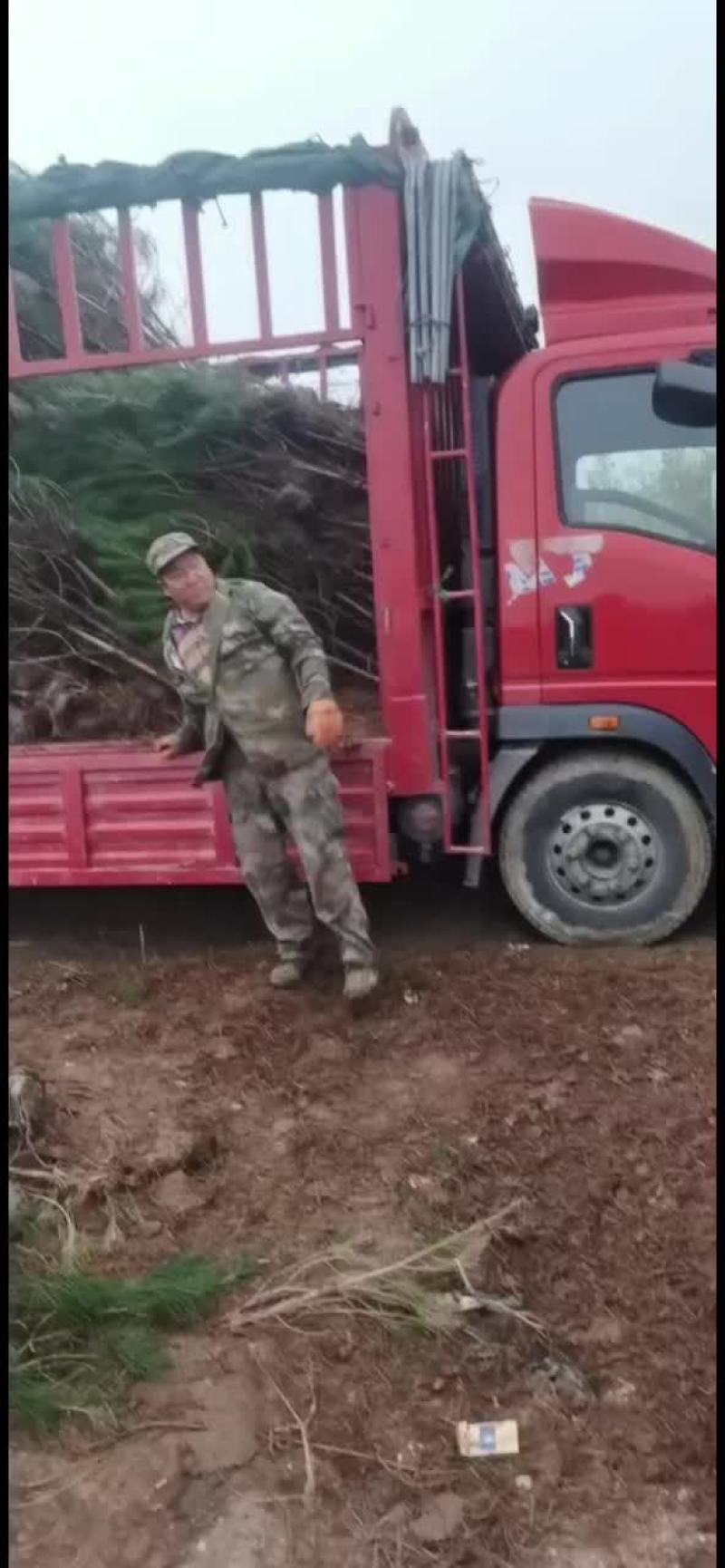 白皮松山西运城，精品，基地一手货源规格多样欢迎电联下单