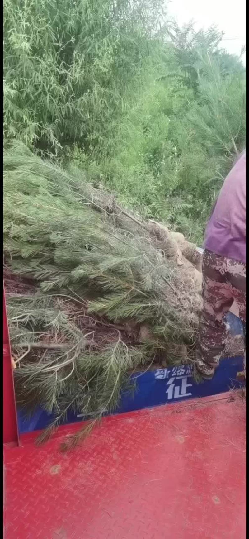 白皮松山西运城，精品，基地一手货源规格多样欢迎电联下单