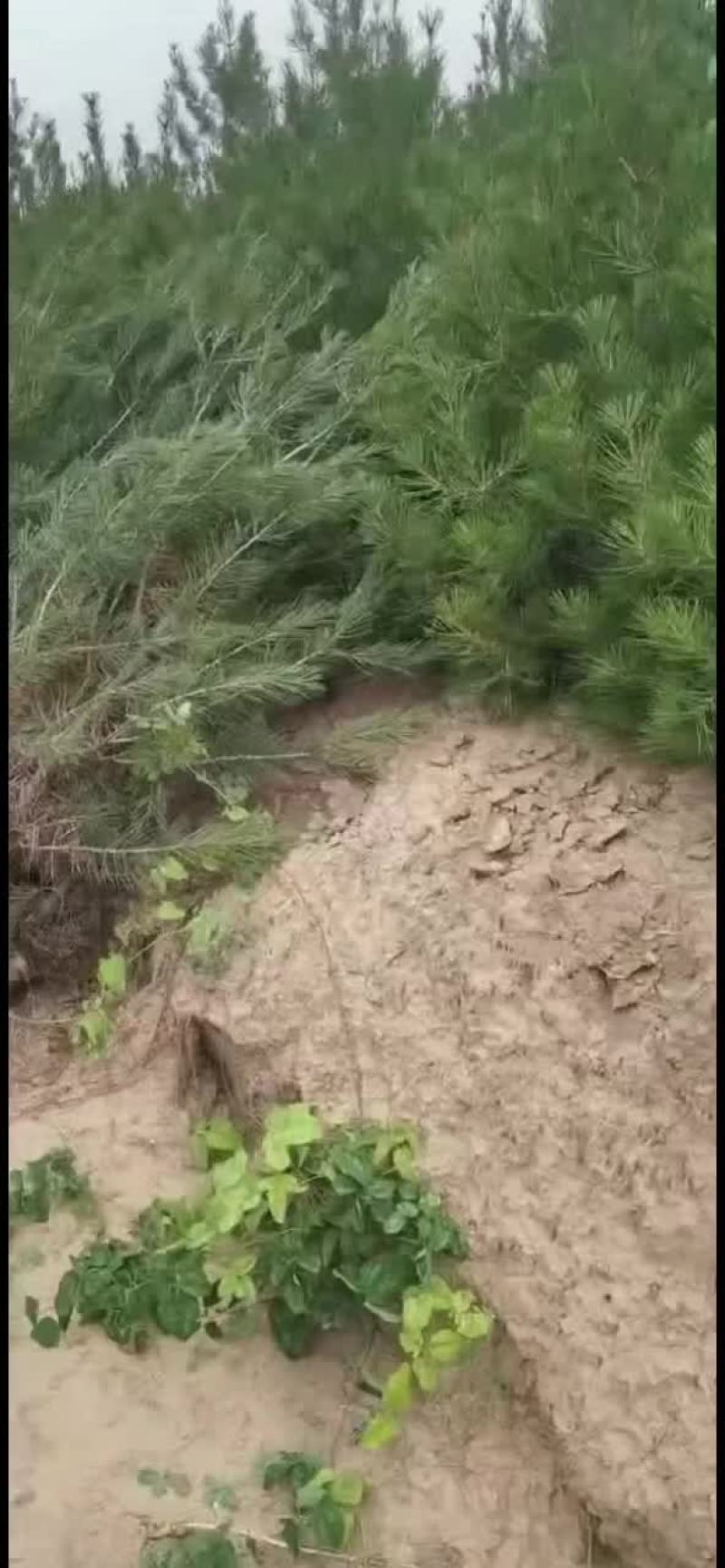 白皮松山西运城，精品，基地一手货源规格多样欢迎电联下单