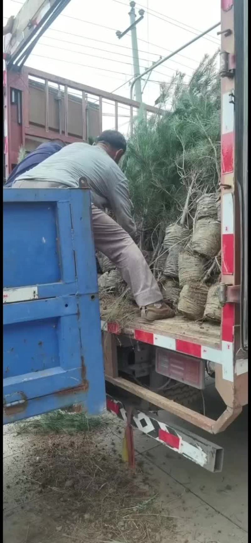 白皮松山西运城，精品，基地一手货源规格多样欢迎电联下单